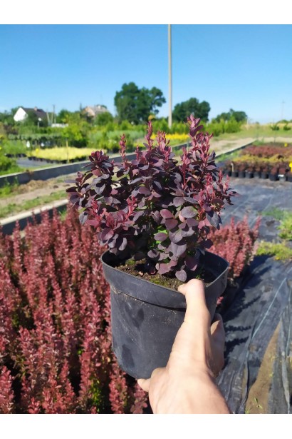 Барбарис Тунберга Конкорд - 3л/вис.20-30см/Ø15-25